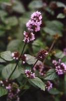 Img. 8.3 - 1 : kvetouc rostlina mty peprn (Mentha x piperita L...