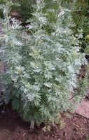 Img. 5.2 - 8 : Pelynk prav (Artemisia absintum L.)