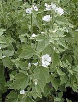 Img. 5.1 - 3 : Proskurnk lkask (Altea officinalis L.)