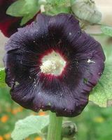 Img. 5.1 - 2 : Slezov re (Altea rosea L.) - topolovka