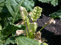 Img. 4.2.2 - 5 : Rostliny cukrovky s poruchou tvorby chlorofylu - v...