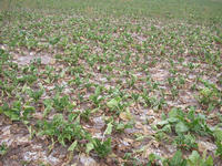 Img. 5.2.1 - 3 : Tvorbu vnosu vrazn ovlivuje poas  poro...