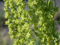 Img. 4.2.2 - 2 : Detail rostliny cukrov epy ve druhm roce vegeta...