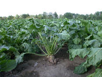 Img. 5.2.2 - 2 : Solitrn rostliny jsou vt a mohutnj, ale do...