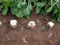 Img. 5.2.2 - 1 : Pravideln rozmstn bulvy v dku  sprvn oez...