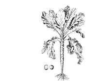 Img. 10.1 - 2 : Schéma krmné kapusty v prvním roce vegetace.