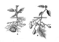 Img. 16.2.2 - 2 : Podzemn orgny a rostliny vyrostl z hlzy (A) a ...