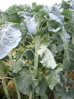 Img. 1 - 2 : Okopaniny slouží jako čerstvé krmivo - rostliny kr...