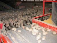 Img. 17.3 - 2 : Certifikovan sadba mus bt velikostn tdn at...