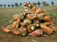 Img. 9 - 1 : Bulvy rznch odrd krmn epy