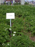 Img. 17.2 - 1 : Porost napaden tkou virovou chorobou (Y virus)