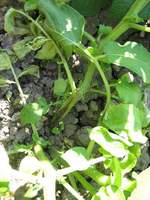 Img. 17.1 - 1 : Rostlina bramboru napaden koenomorkou