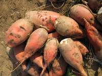 Img. 9 - 3 : Krmn epa - bulva