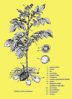 Img. 12 - 2 : Schma rostliny bramboru
...