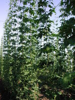 Img. 1.3 - 1 : Porost chmele