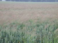Img. 3.2.4 - 1 : Zaplevelen penice - chundelka metlice
