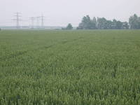 Img. 5.1 - 1 : Semensk porost penice ozim ped pehldkou po...