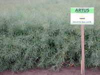 Img. 4.1 - 1 : Porost hybridn epky